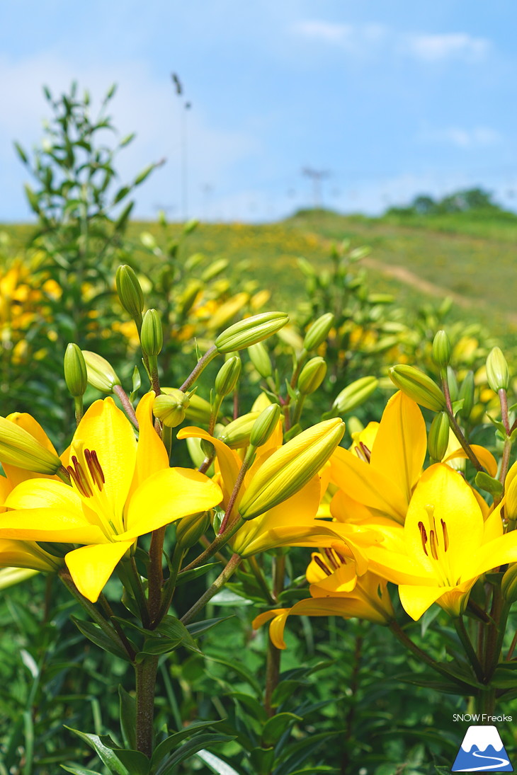 北海道最大級、213万輪のゆりの花！『オーンズ春香山ゆり園』